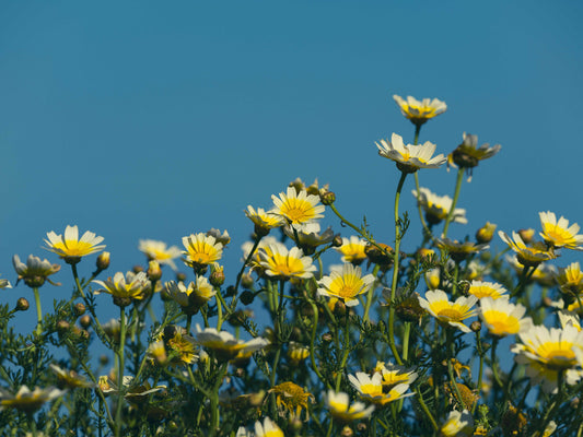 Allergies Away: Support for Seasonal Mucus, Congestion, & Sneezing