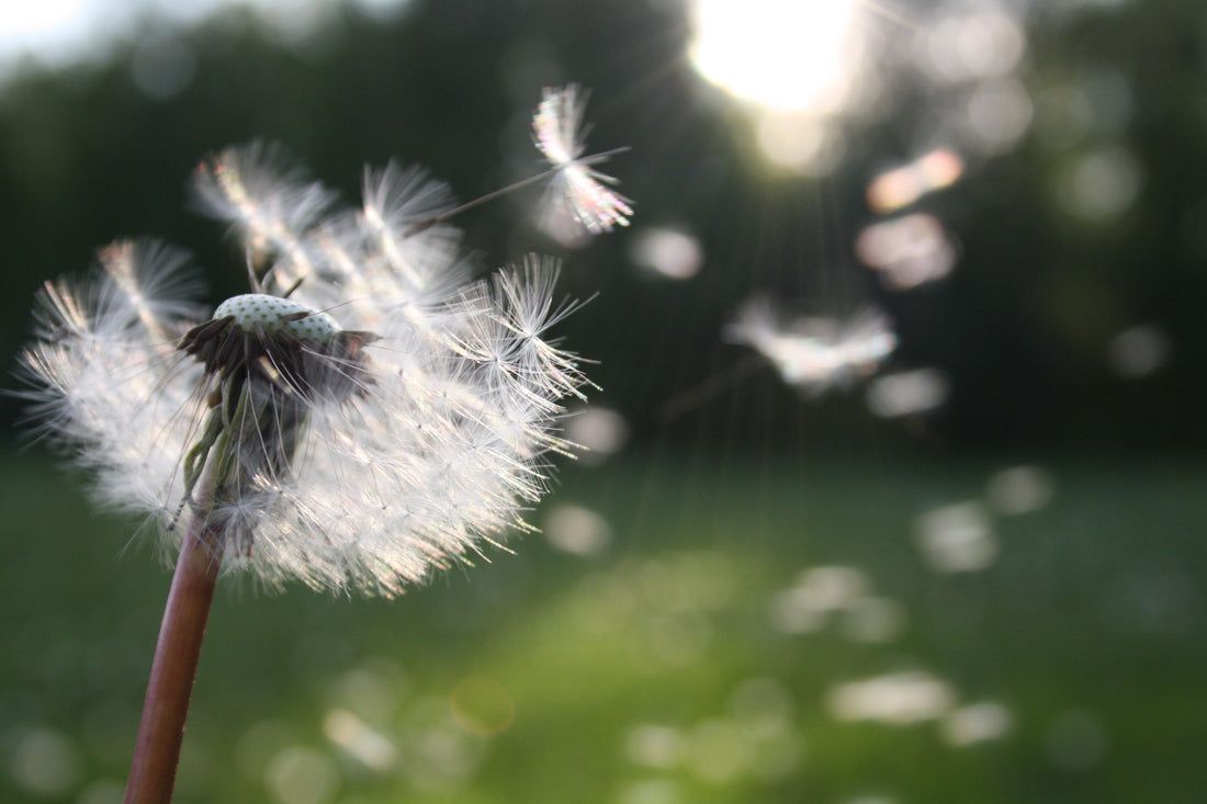 Natural Remedies for Seasonal Allergies